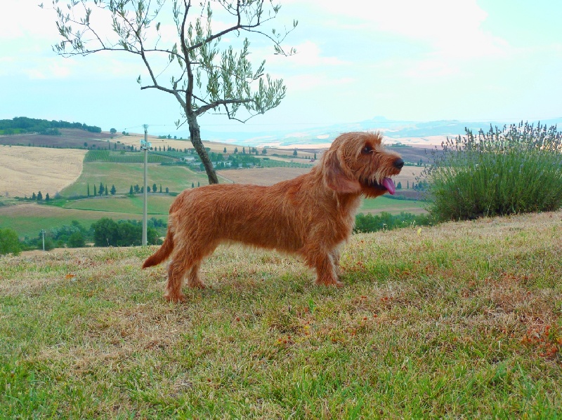 CH. Amelie didi's clan