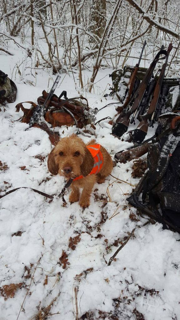 Von Der Kalksburgerhöh - Chasse au sanglier