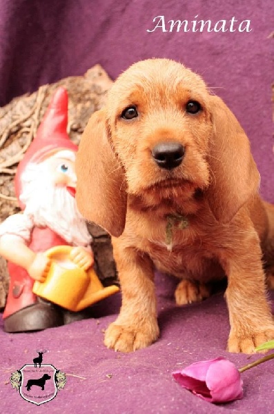 Aminata von der Kalksburgerhöh