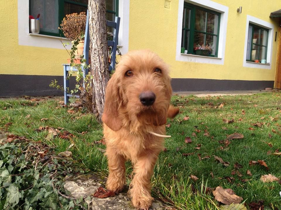 Jalinaar du Domain d'Asgard