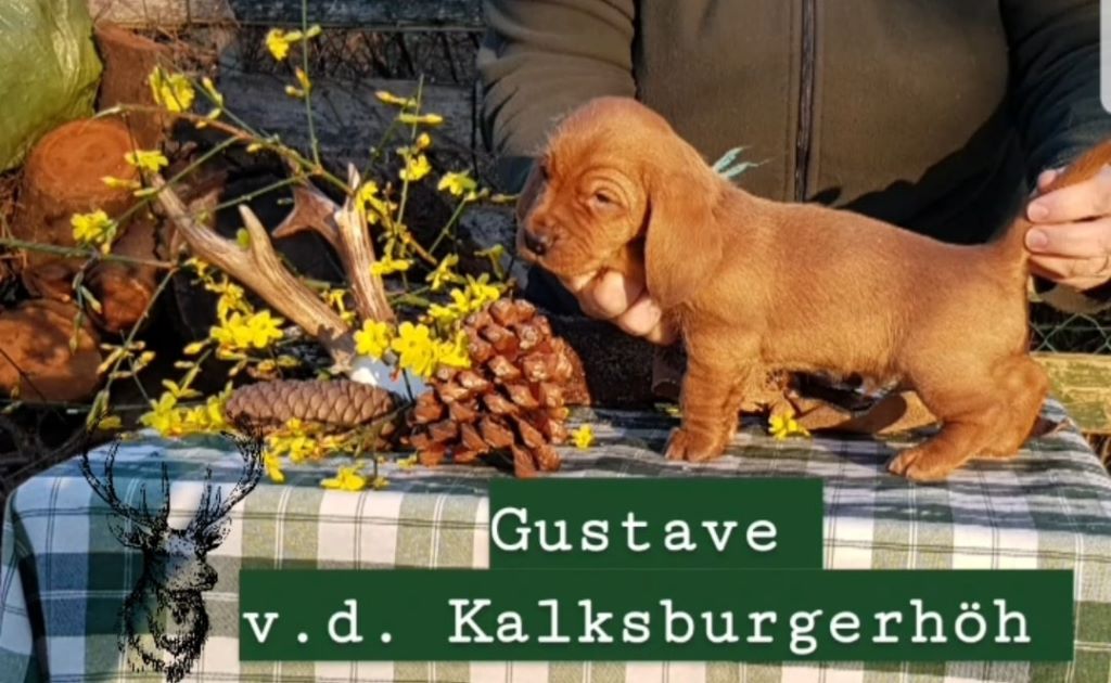 Von Der Kalksburgerhöh - Basset fauve de Bretagne - Portée née le 03/01/2020