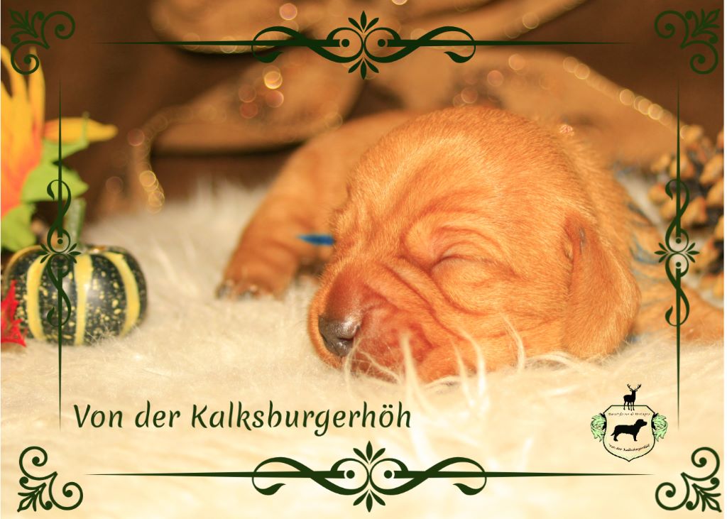 Von Der Kalksburgerhöh - Basset fauve de Bretagne - Portée née le 16/10/2018