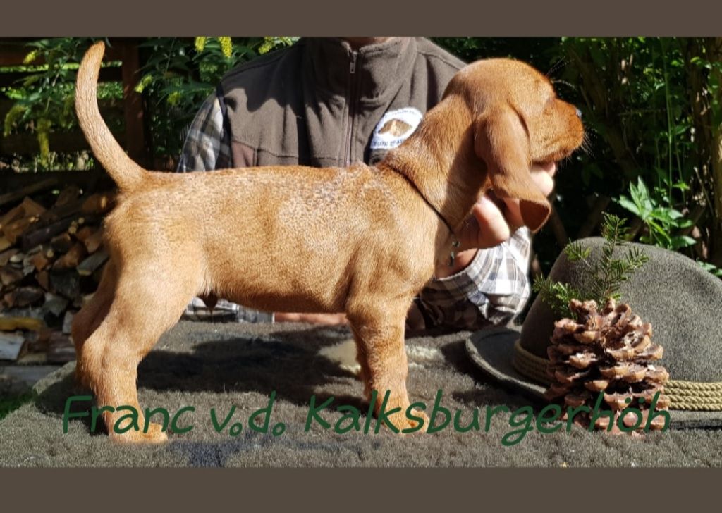 Von Der Kalksburgerhöh - Basset fauve de Bretagne - Portée née le 31/07/2019