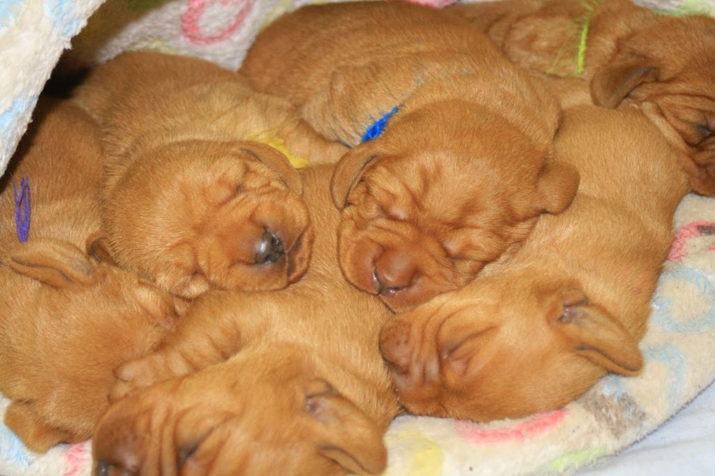 Von Der Kalksburgerhöh - Basset fauve de Bretagne - Portée née le 05/04/2017