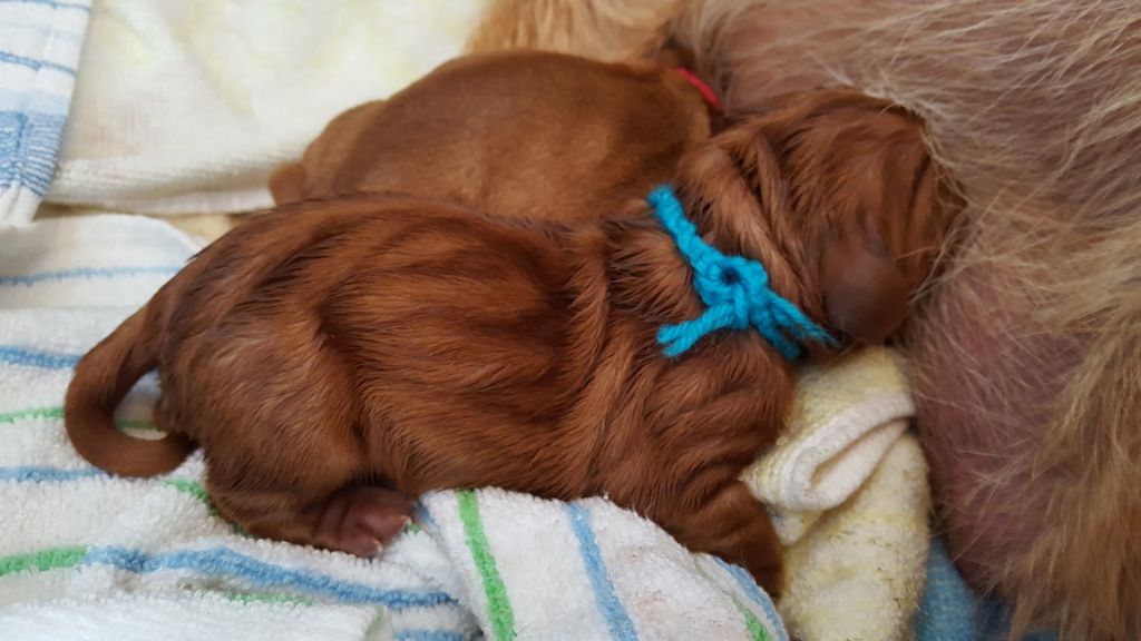 Von Der Kalksburgerhöh - Basset fauve de Bretagne - Portée née le 04/06/2016