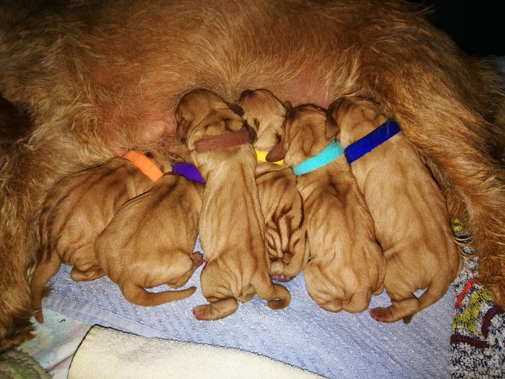 Von Der Kalksburgerhöh - Basset fauve de Bretagne - Portée née le 19/12/2017